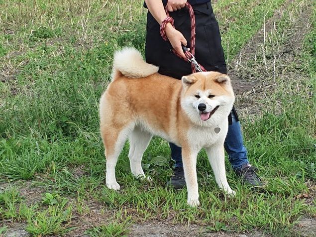 em khuyển Akita đáng yêu